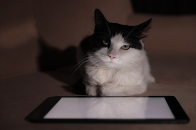 Photo of Cute cat near tablet on couch at home
