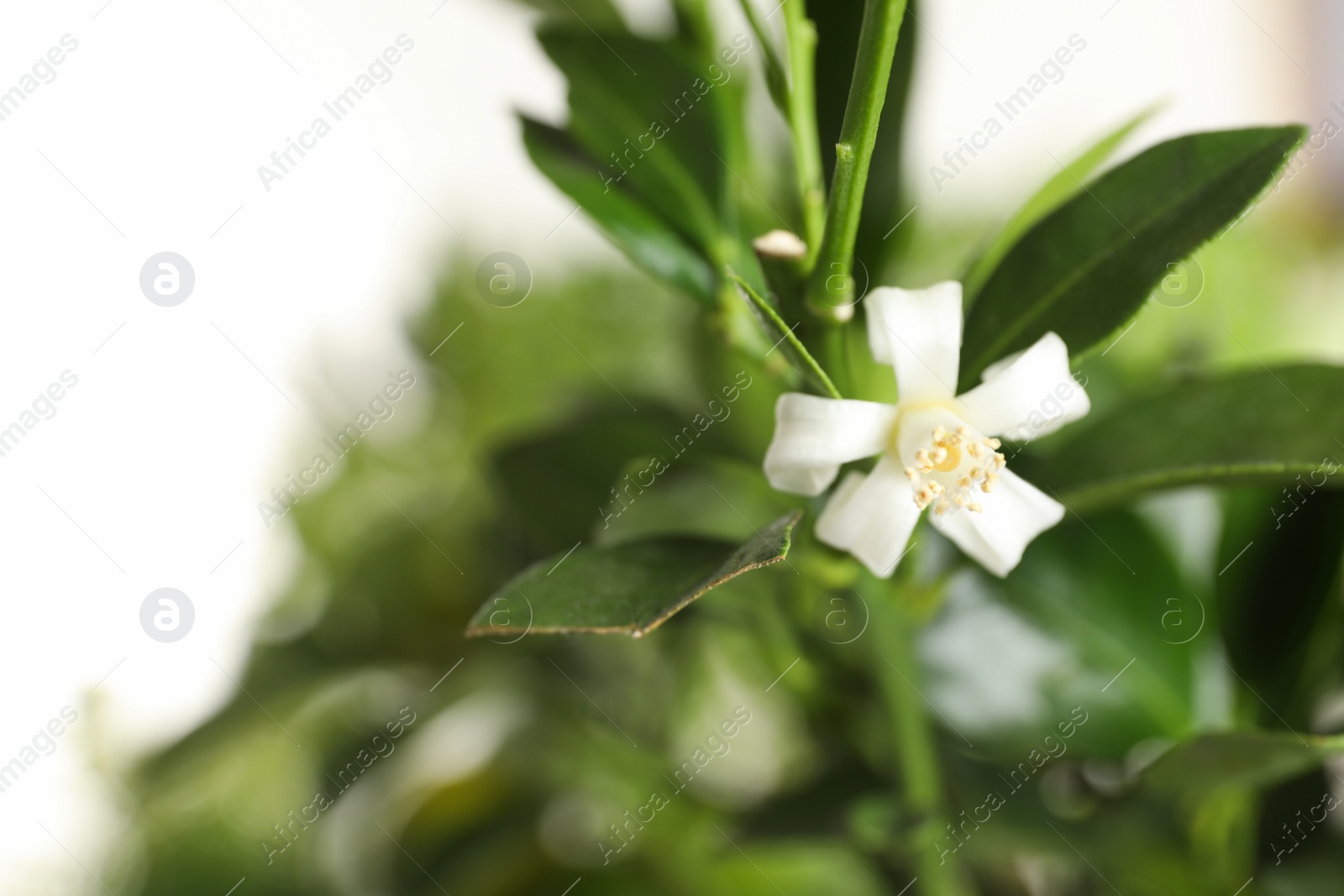 Photo of Branch of citrus tree with flower on blurred background. Space for text