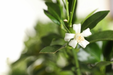 Photo of Branch of citrus tree with flower on blurred background. Space for text