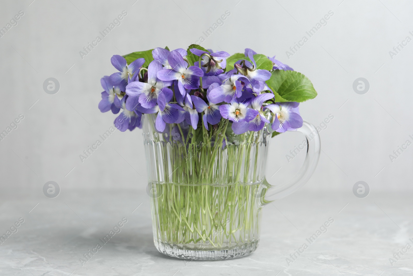 Photo of Beautiful wood violets in glass cup on grey table. Spring flowers