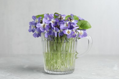 Beautiful wood violets in glass cup on grey table. Spring flowers