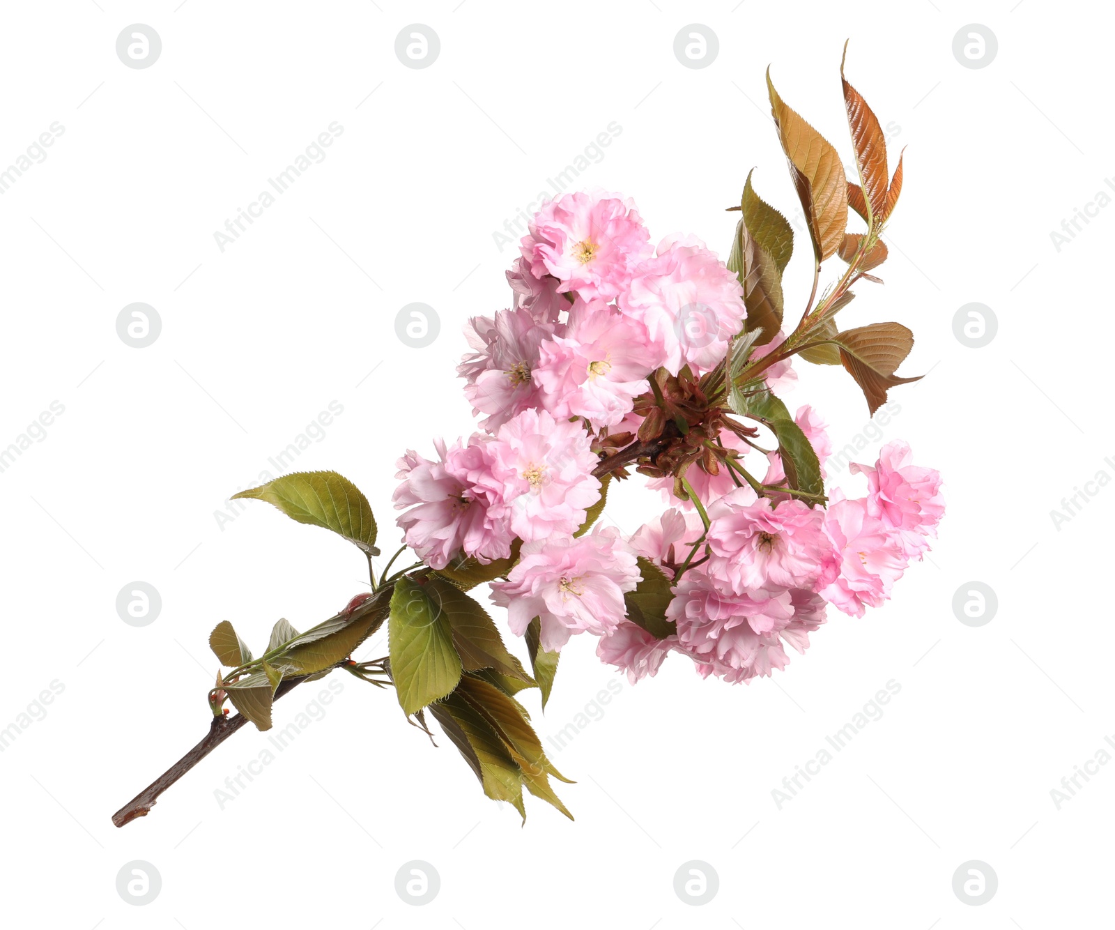 Photo of Beautiful sakura tree branch with pink flowers isolated on white