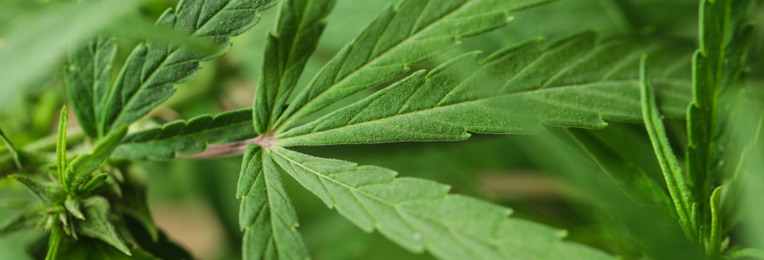 Image of Green hemp on blurred background, closeup. Banner design