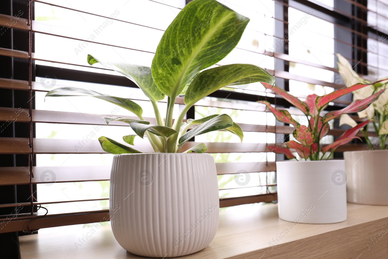 Photo of Beautiful houseplants on wooden window sill indoors