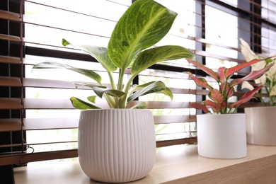 Photo of Beautiful houseplants on wooden window sill indoors