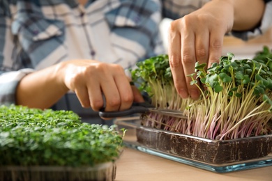 Photo of Woman pruning fresh microgreen at wooden table, closeup