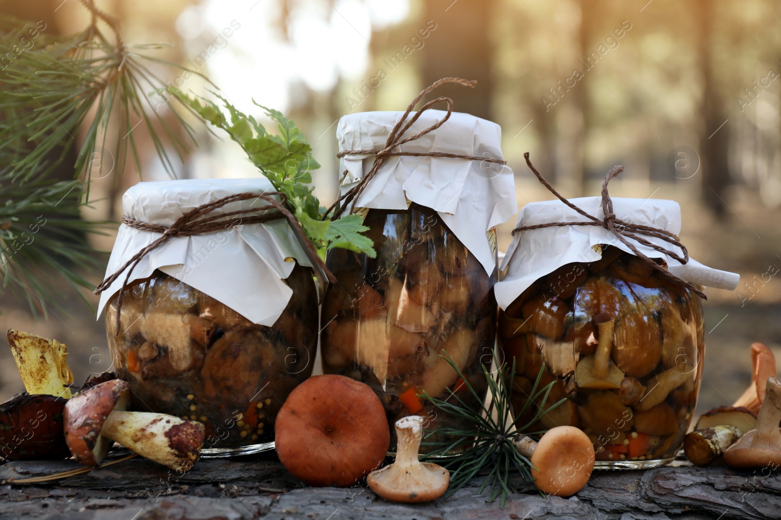 Photo of Fresh and pickled mushrooms in forest, closeup