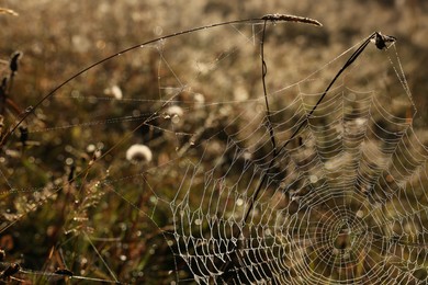Photo of Empty cobweb in meadow on sunny day