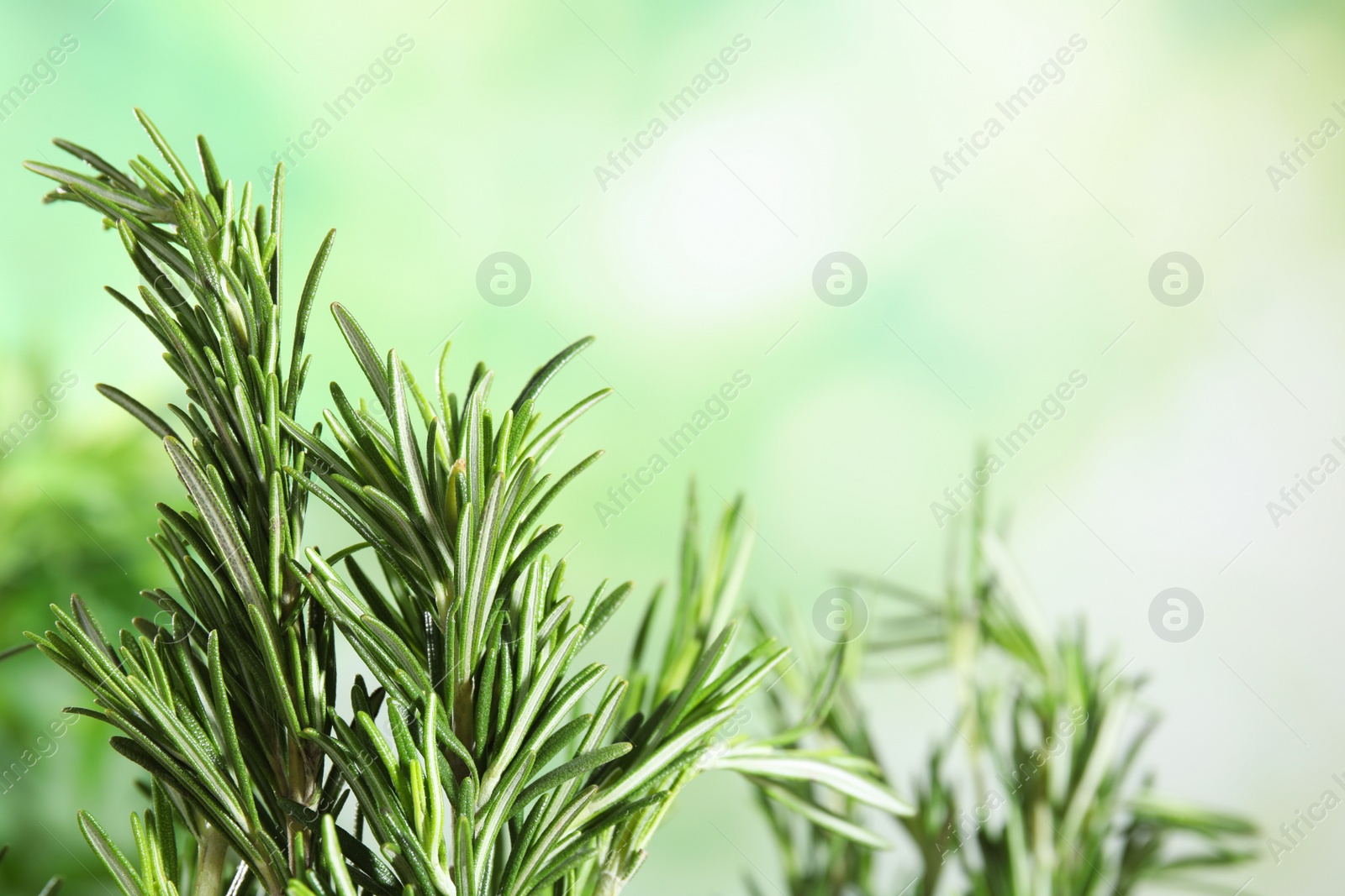 Photo of Branches of fresh rosemary on blurred green background, space for text