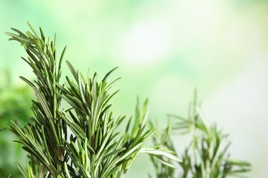 Branches of fresh rosemary on blurred green background, space for text