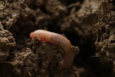 Photo of One worm crawling in wet soil, closeup