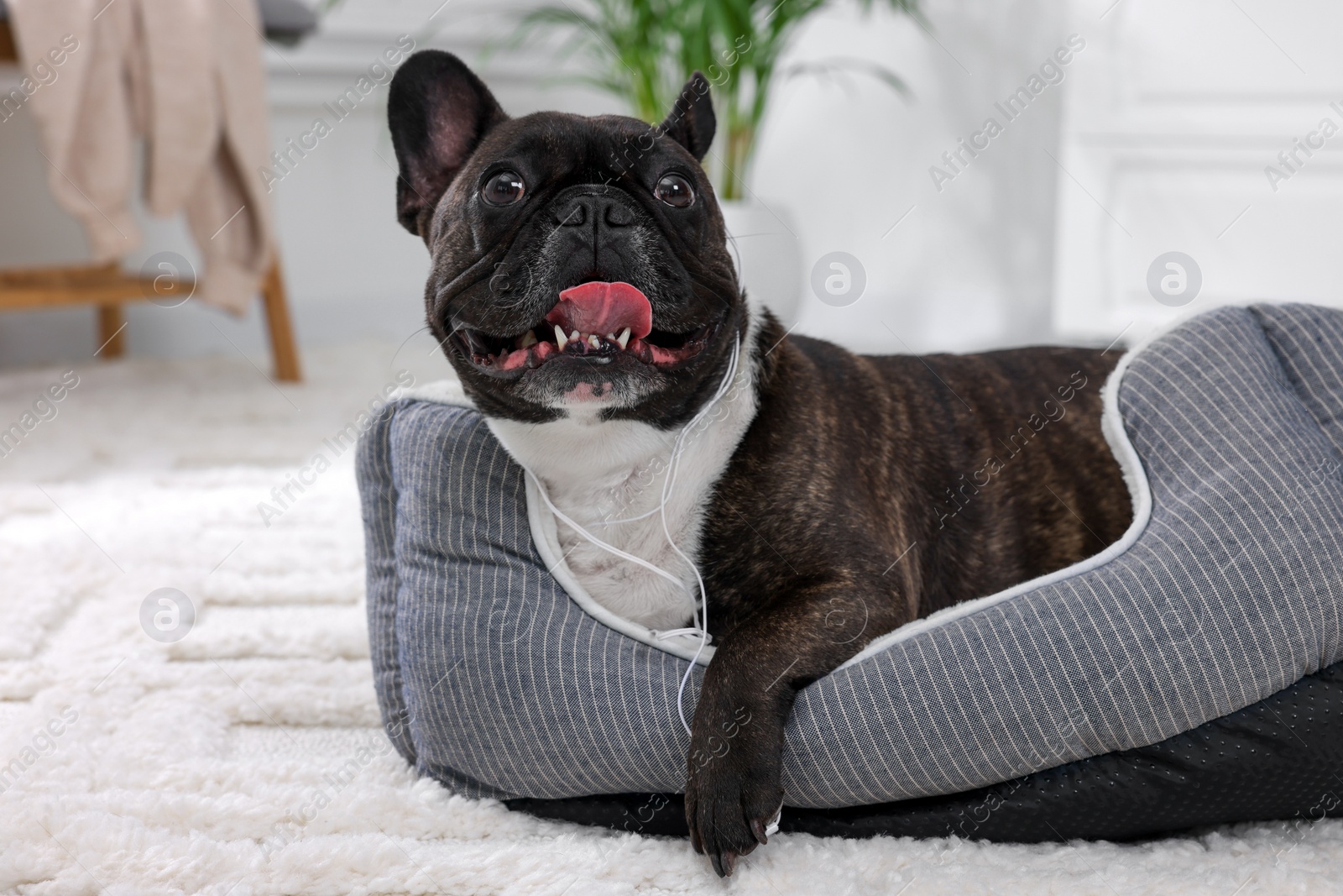 Photo of Naughty French Bulldog with damaged wired earphones on dog bed in room