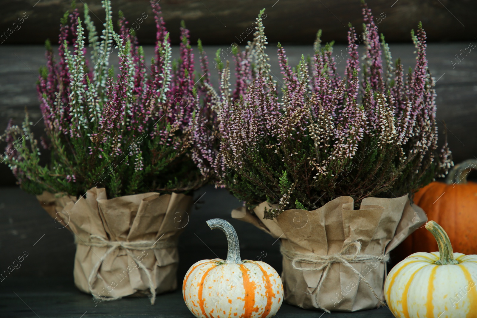 Photo of Beautiful heather flowers in pots and pumpkins on table near wooden wall