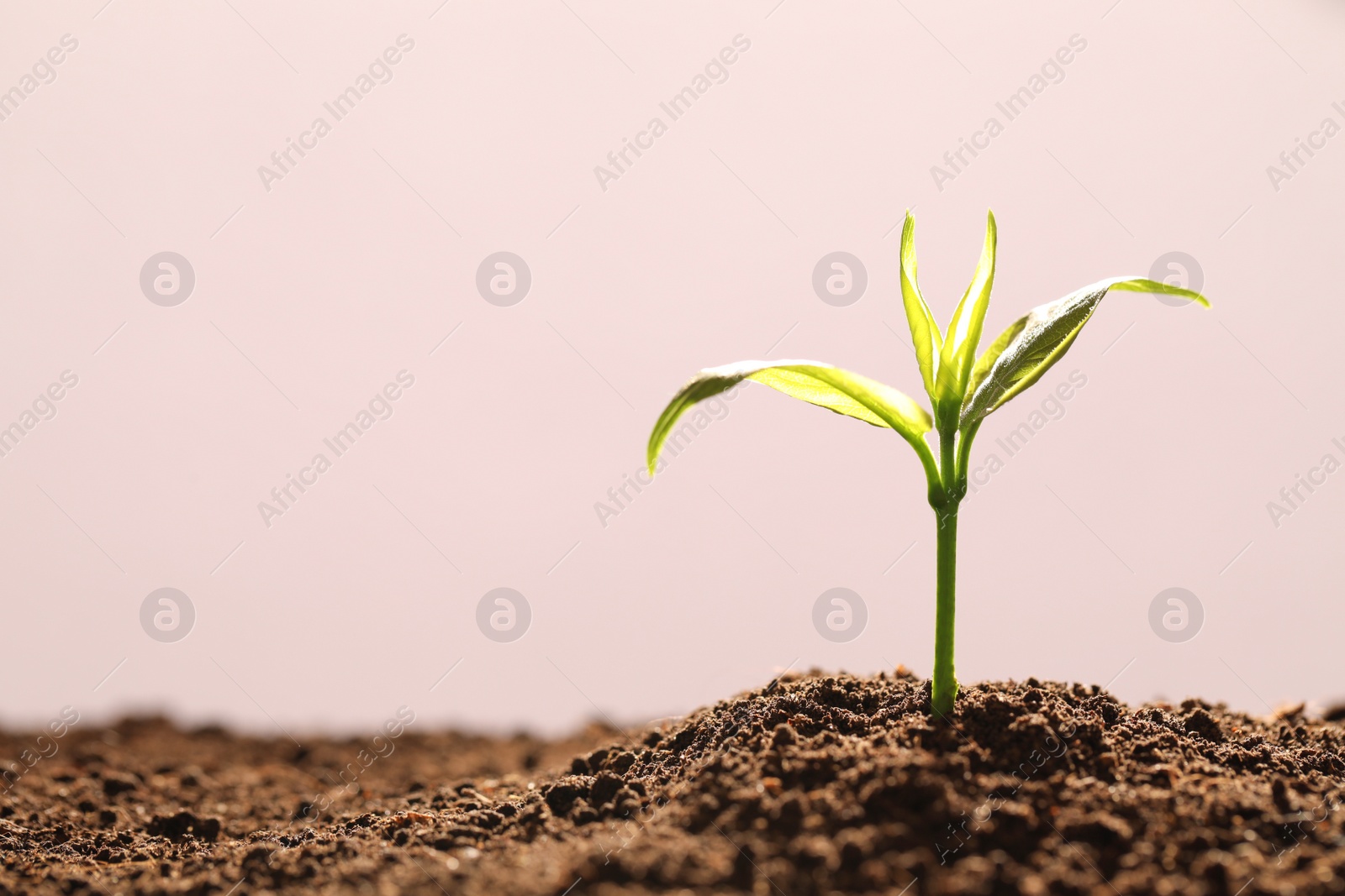 Photo of Young seedling in fertile soil on color background, space for text