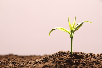 Young seedling in fertile soil on color background, space for text