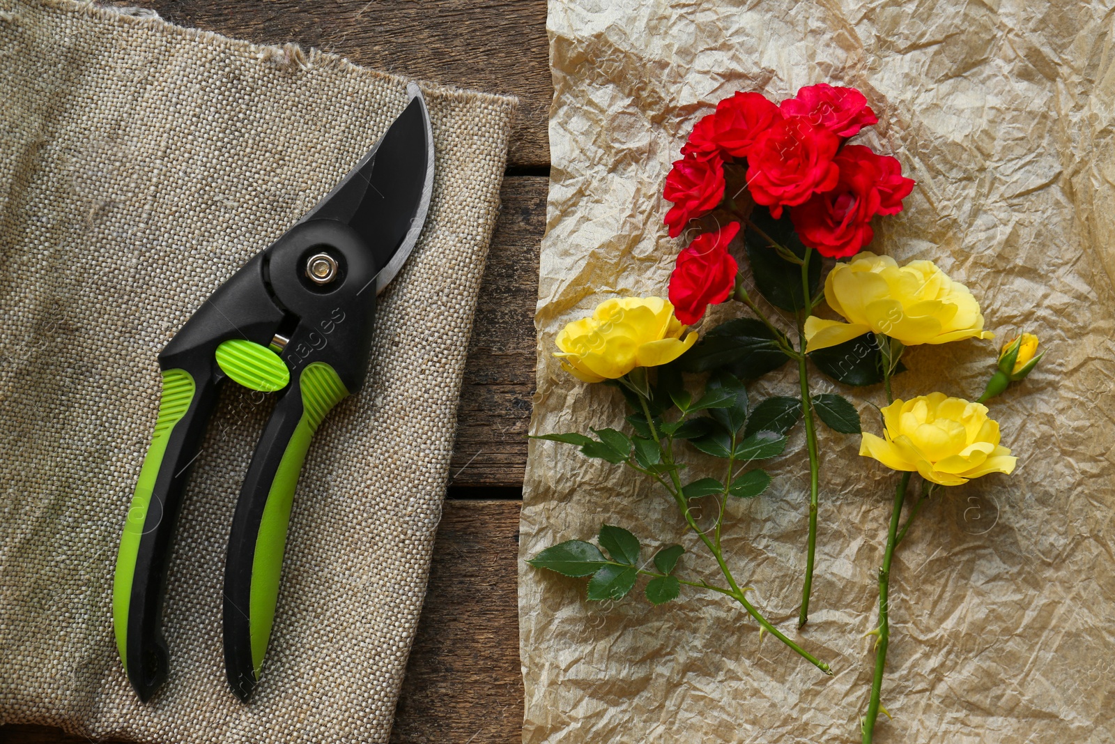 Photo of Secateur and beautiful roses on wooden table, flat lay