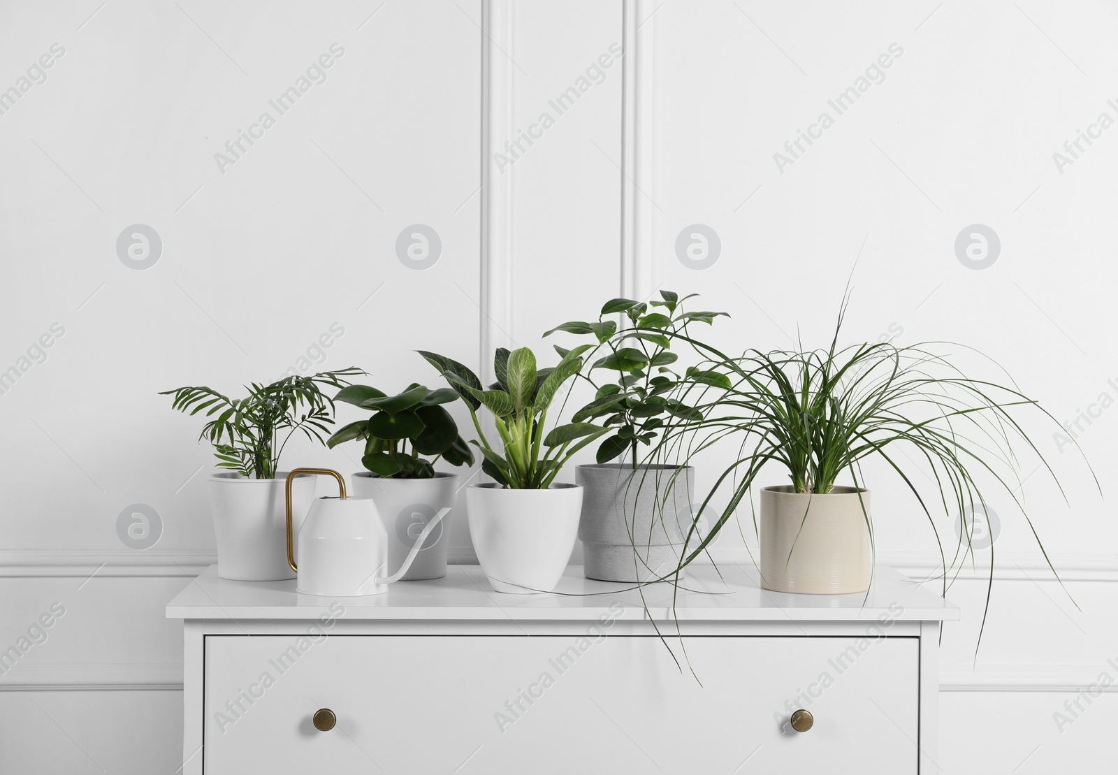 Photo of Many different houseplants in pots on chest of drawers near white wall, space for text