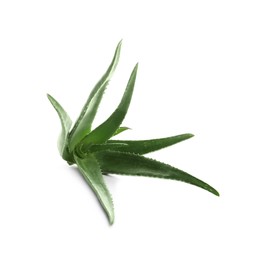 Green aloe vera plant isolated on white