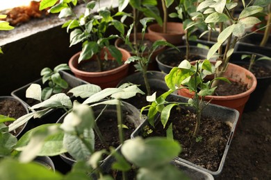 Photo of Many different beautiful potted plants in greenhouse, closeup