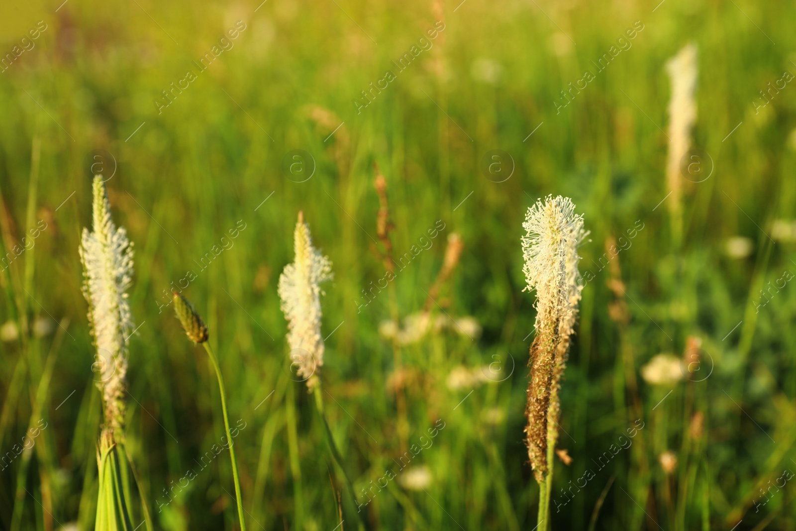 Photo of Beautiful wild flowers outdoors. Amazing nature in summer