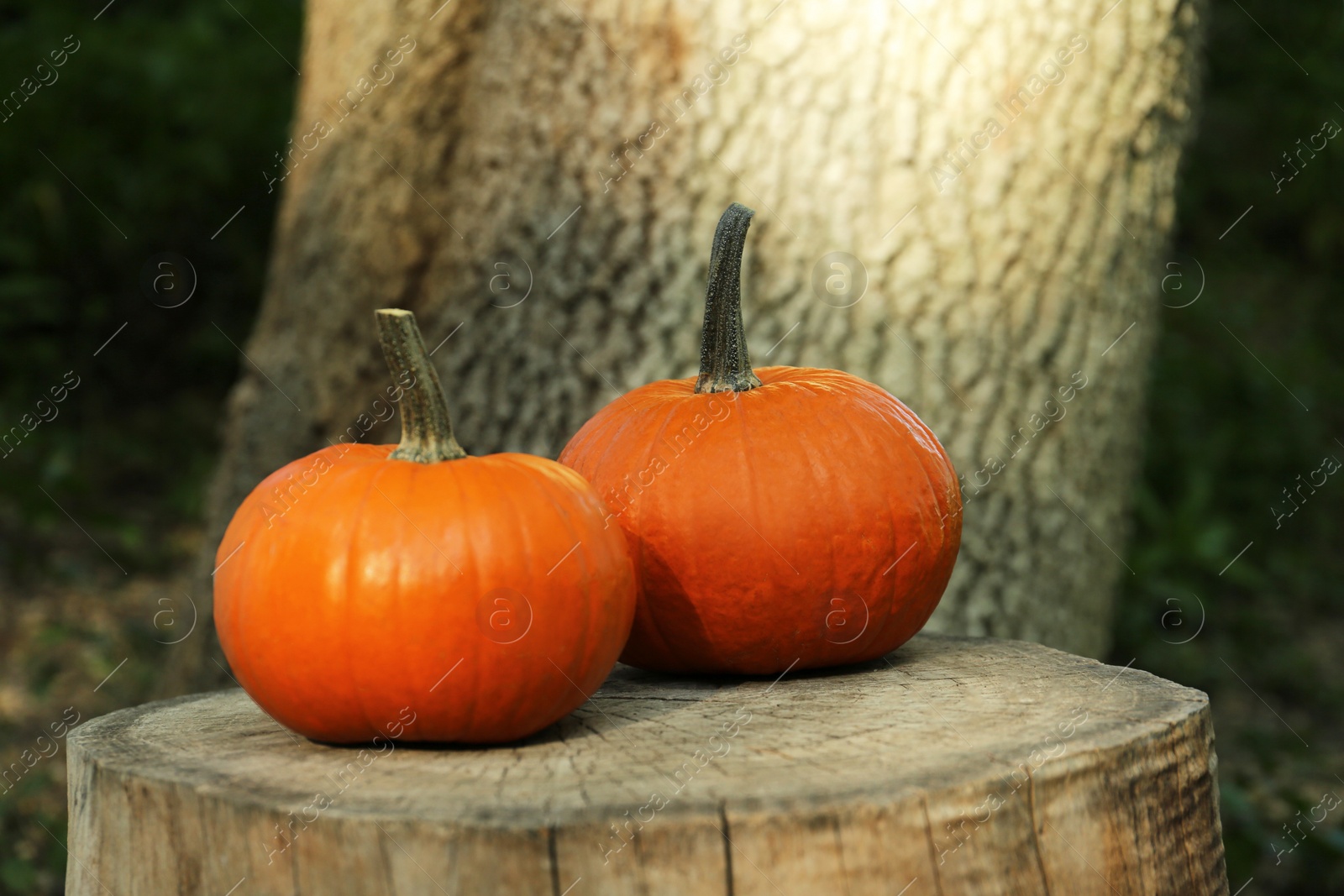 Photo of Two orange pumpkins on stump in garden