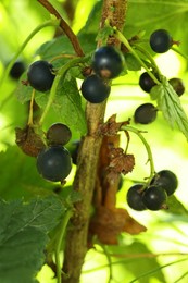 Ripe blackcurrants growing on bush outdoors, closeup