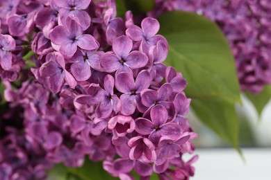 Photo of Closeup view of beautiful lilac flowers on blurred background