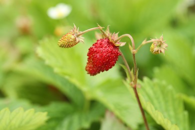 Photo of Small wild strawberries growing outdoors. Seasonal berries