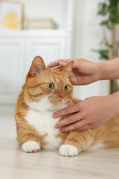 Woman petting cute ginger cat on floor at home, closeup