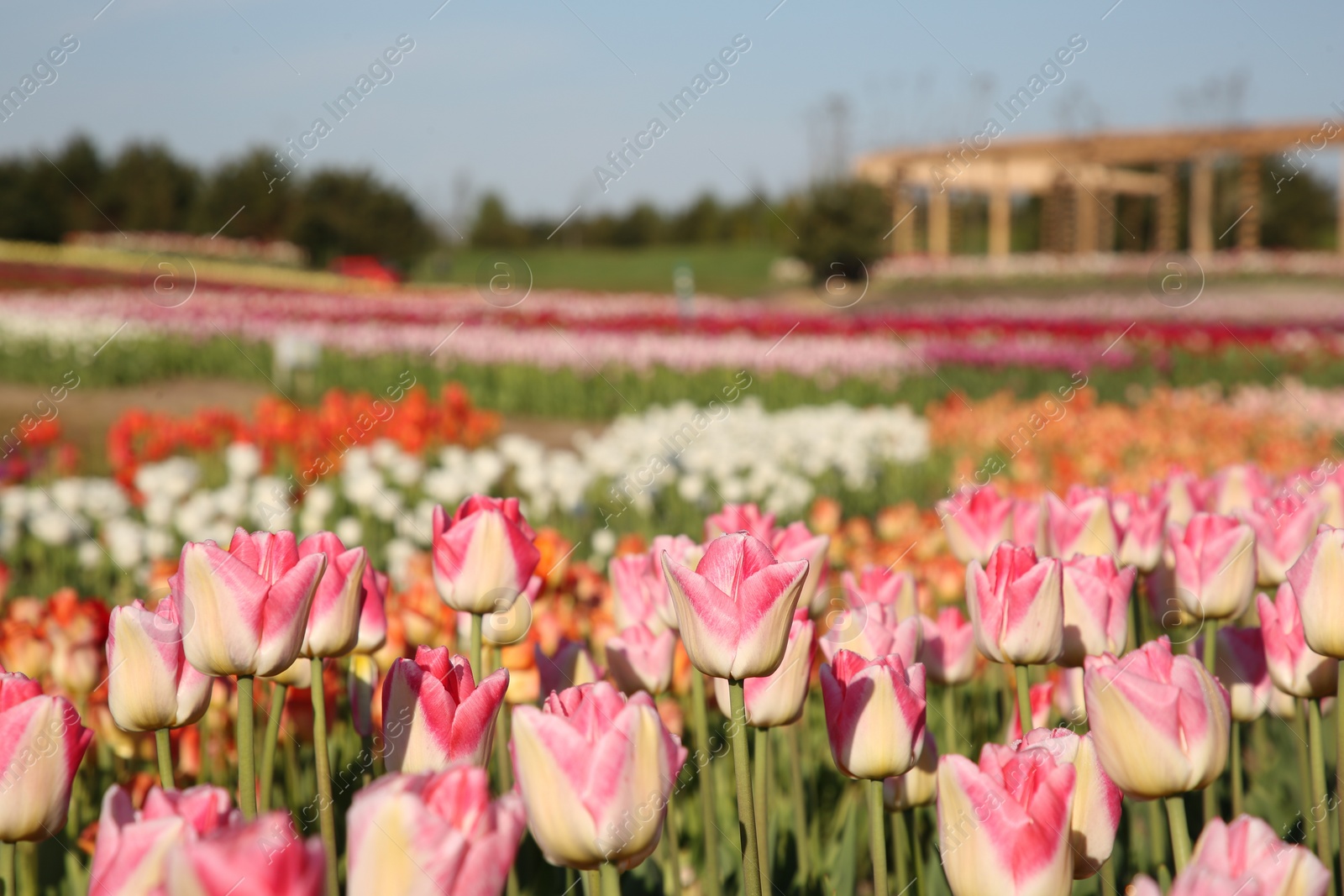 Photo of Beautiful colorful tulip flowers growing in field on sunny day