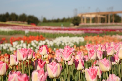 Photo of Beautiful colorful tulip flowers growing in field on sunny day