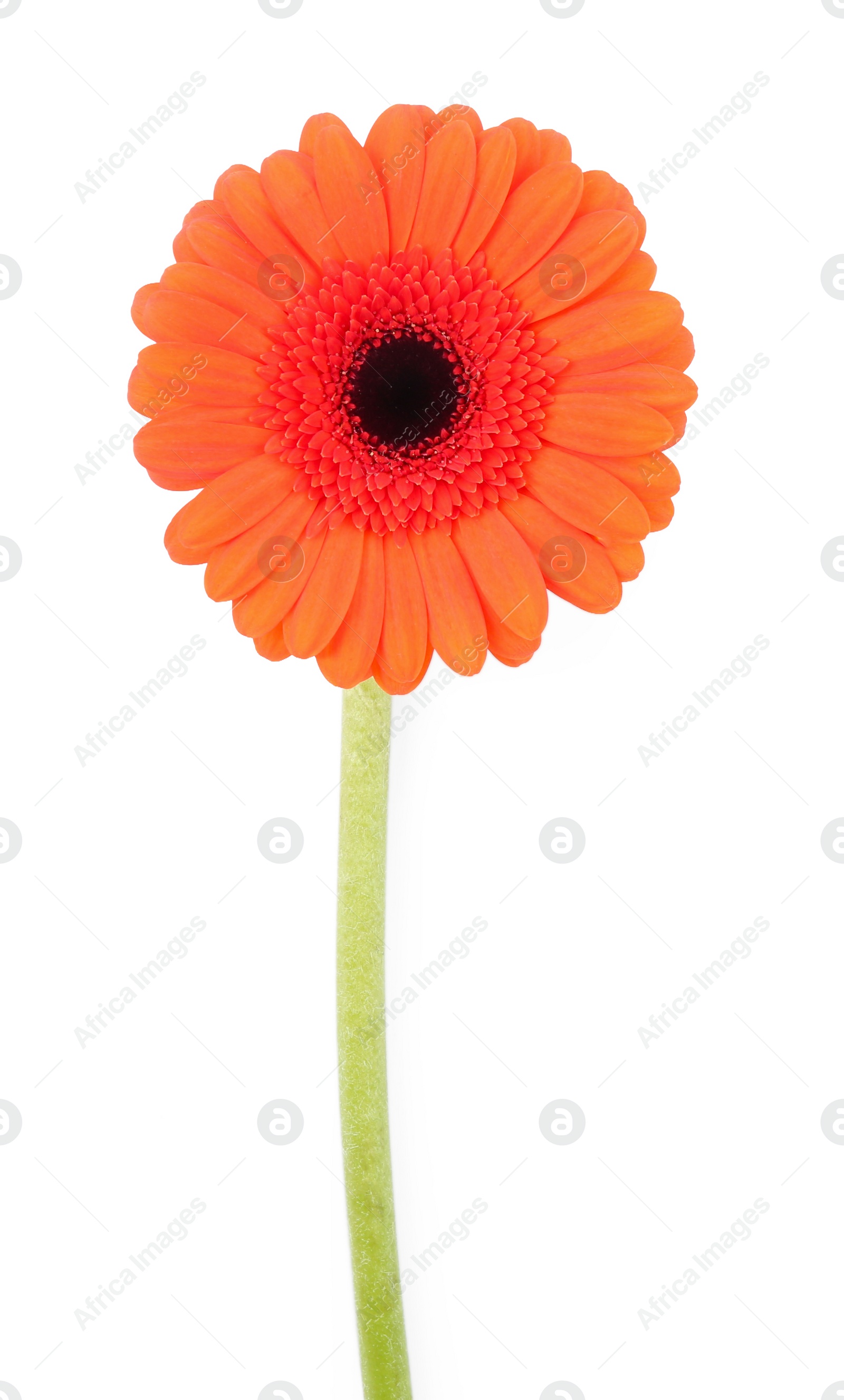 Photo of Beautiful orange gerbera flower isolated on white, top view