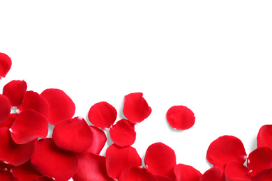 Fresh red rose petals on white background, top view