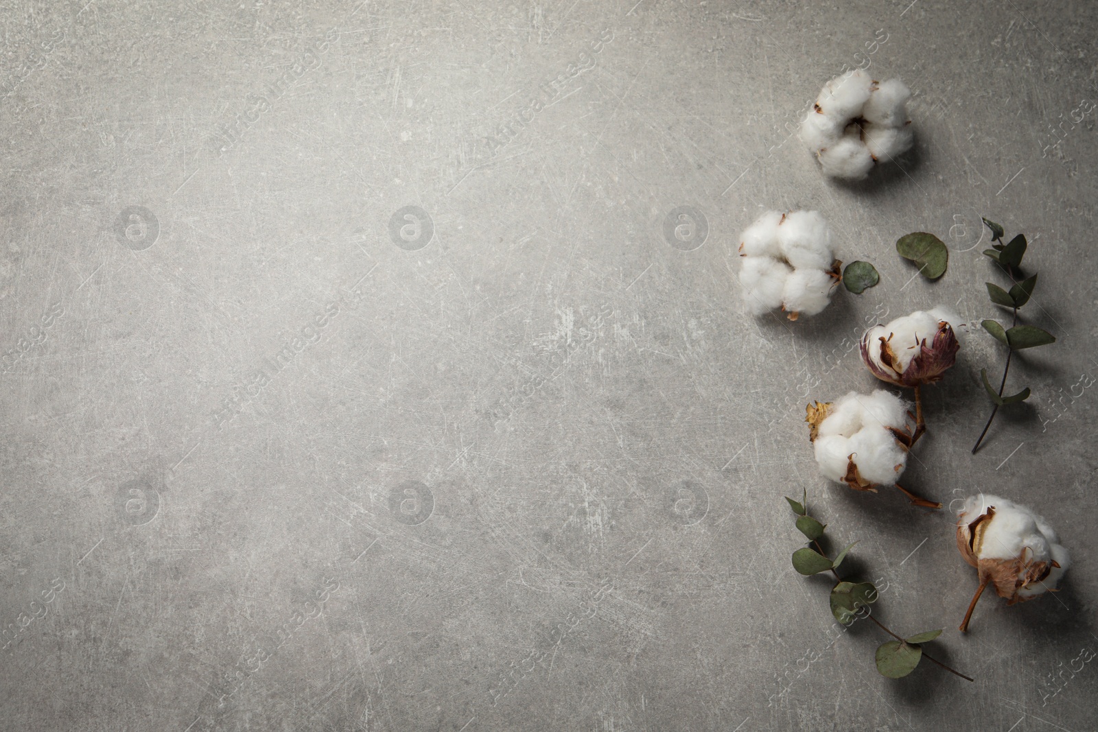 Photo of Fluffy cotton flowers and green leaves on light grey textured background, flat lay. Space for text