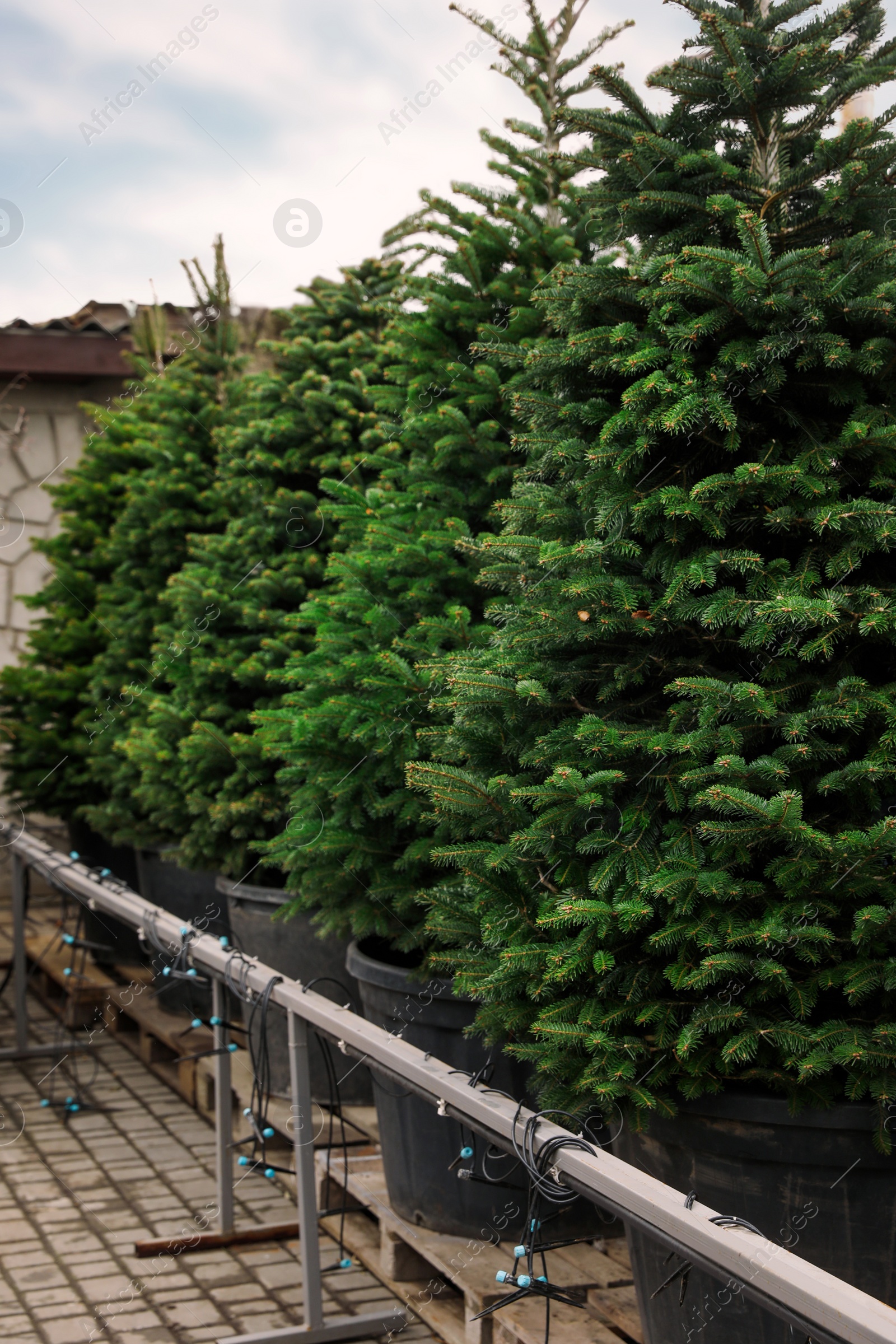 Photo of Potted coniferous plants at Christmas tree market