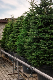 Photo of Potted coniferous plants at Christmas tree market