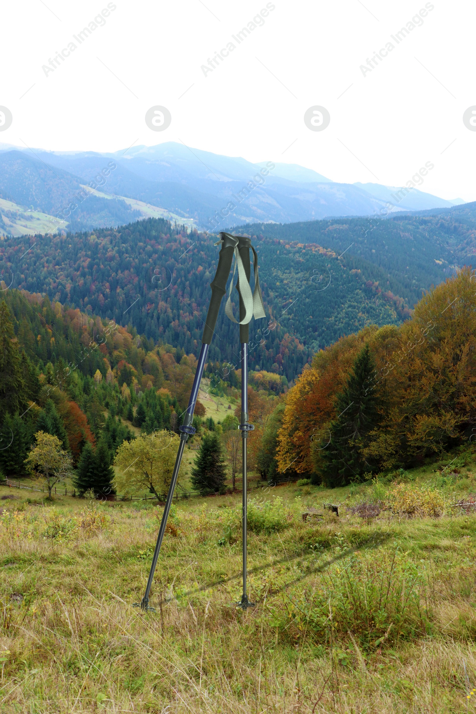 Image of Trekking poles on green grass in mountains