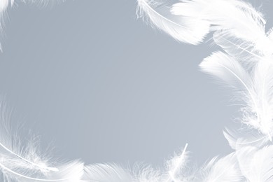 Image of Fluffy bird feathers in air on grey background, space for text