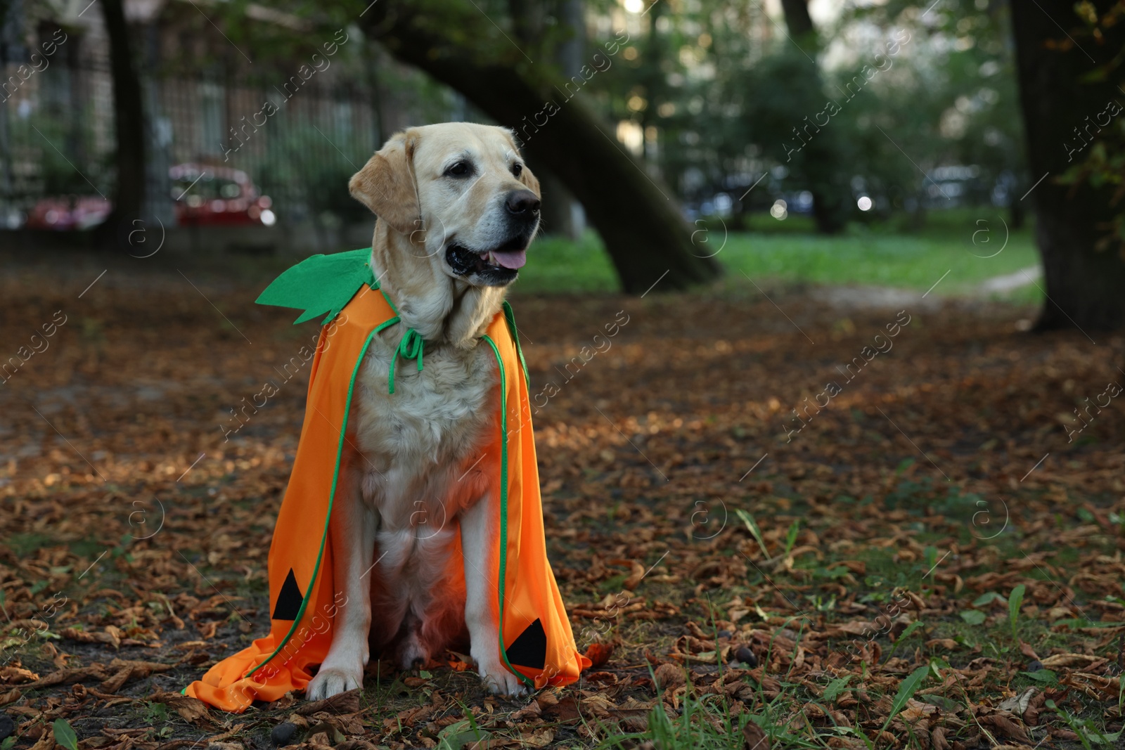 Photo of Cute Labrador Retriever dog wearing Halloween costume in autumn park. Space for text