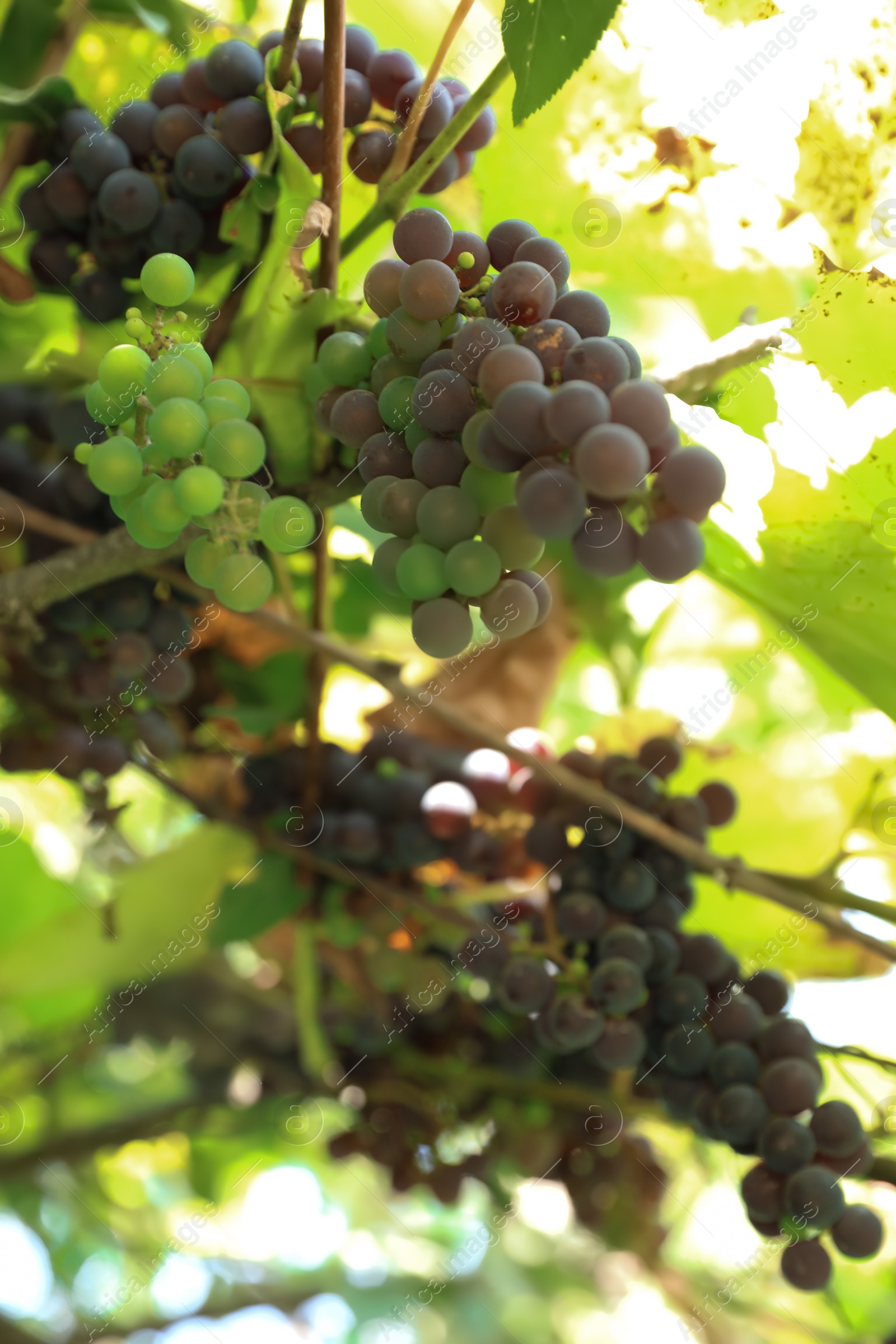 Photo of Bunches of ripe grapes growing at vineyard, closeup