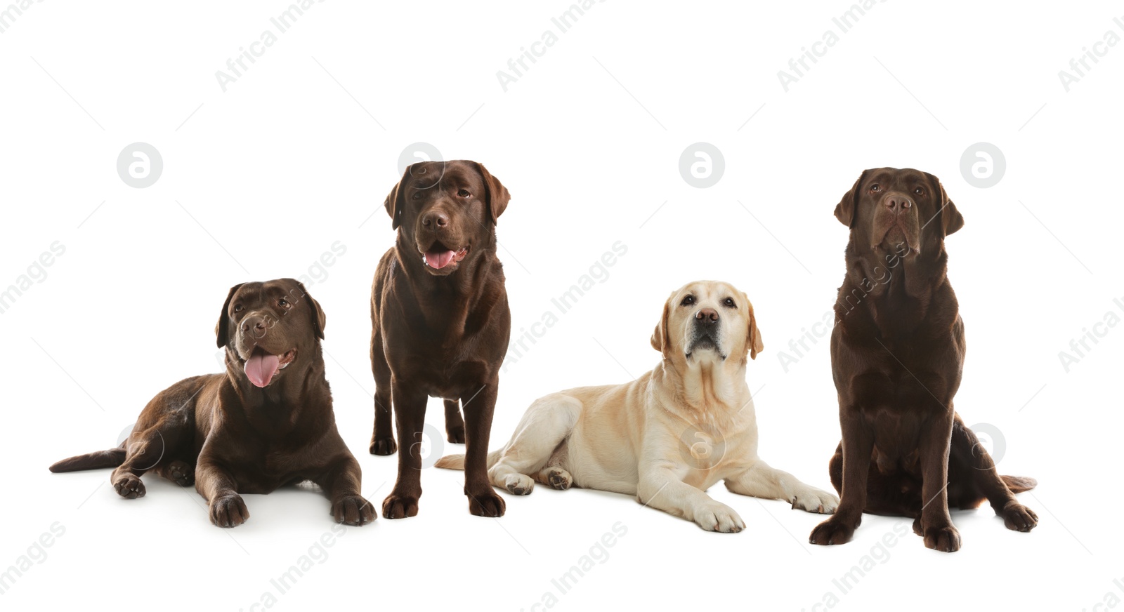 Image of Set of adorable Labrador Retriever dogs on white background