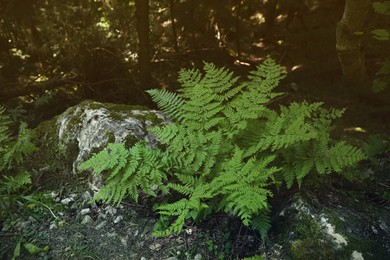 Photo of Beautiful green fern plant growing in forest