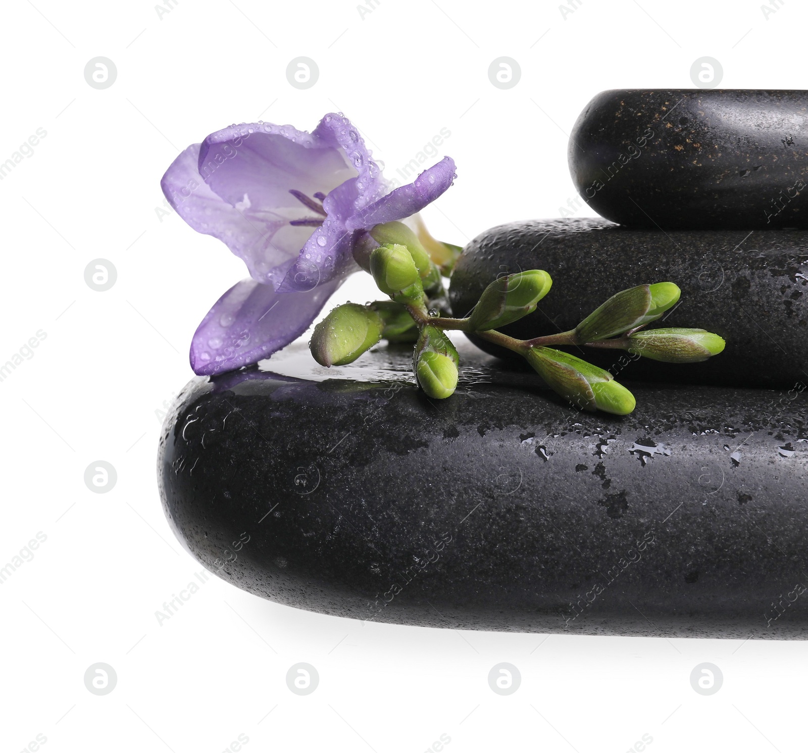 Photo of Beautiful violet freesia flower and stones isolated on white