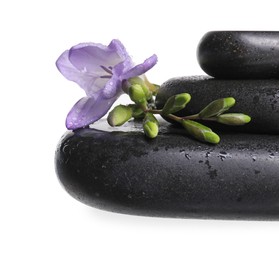 Photo of Beautiful violet freesia flower and stones isolated on white