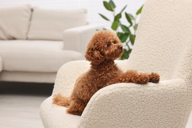 Cute Maltipoo dog resting on armchair at home, space for text. Lovely pet