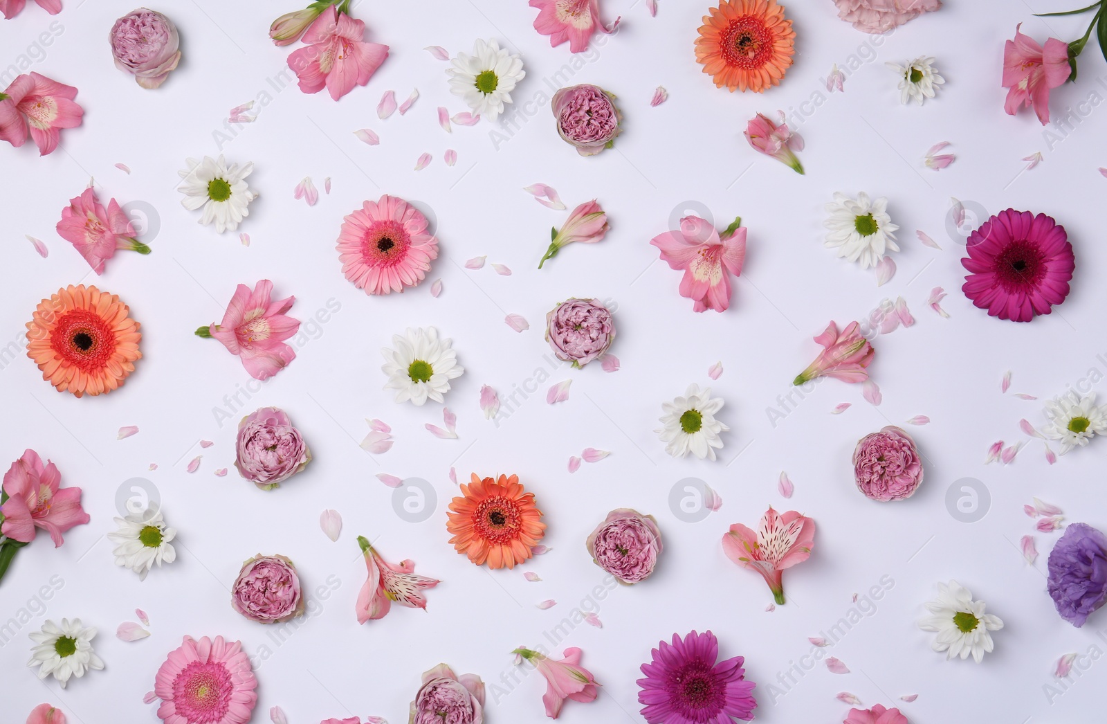 Photo of Flat lay composition with different beautiful flowers on white background