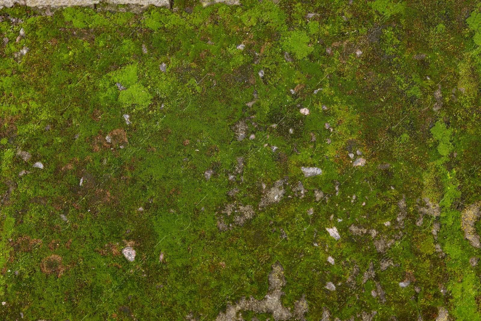 Photo of Textured surface with moss as background, top view