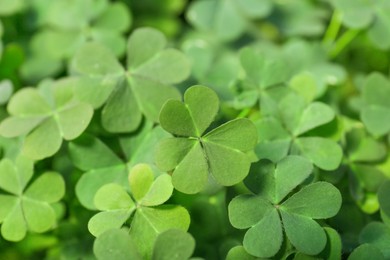 Photo of Top view of beautiful green clover leaves, closeup