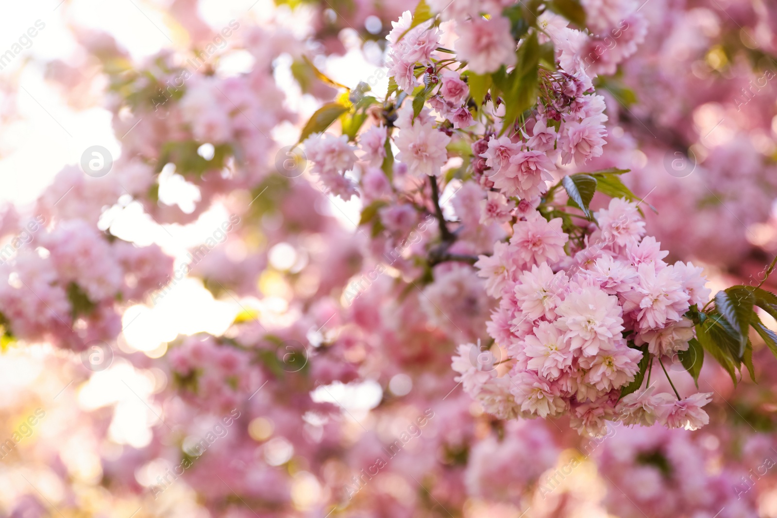 Photo of Beautiful blossoming sakura outdoors on sunny spring day, space for text