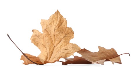 Autumn season. Dry oak leaves isolated on white